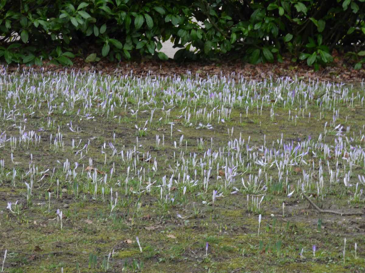 Kings Heath Park (February 2018)